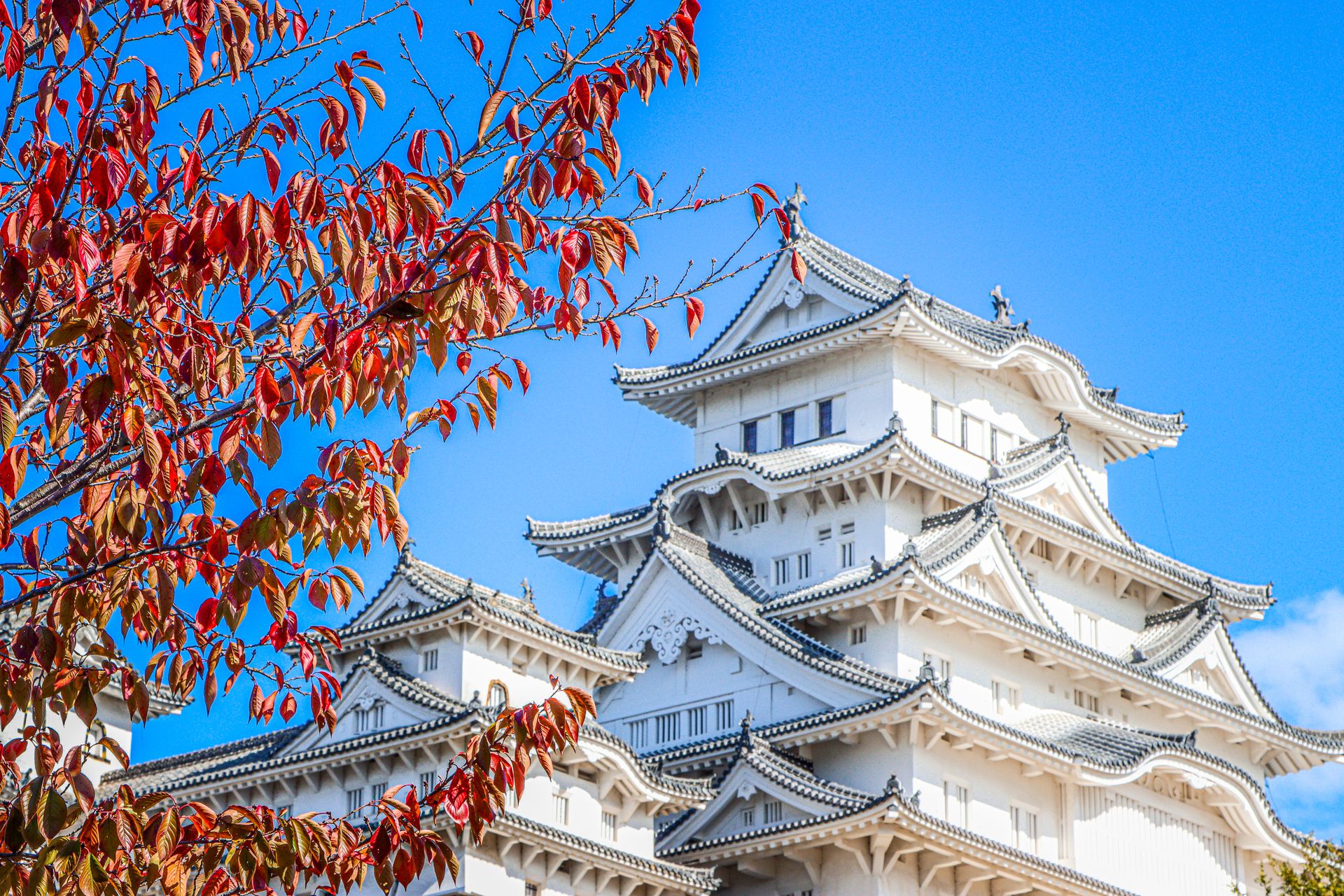 O Castelo de Himeji, branco, emoldurado por folhas vermelhas de outono