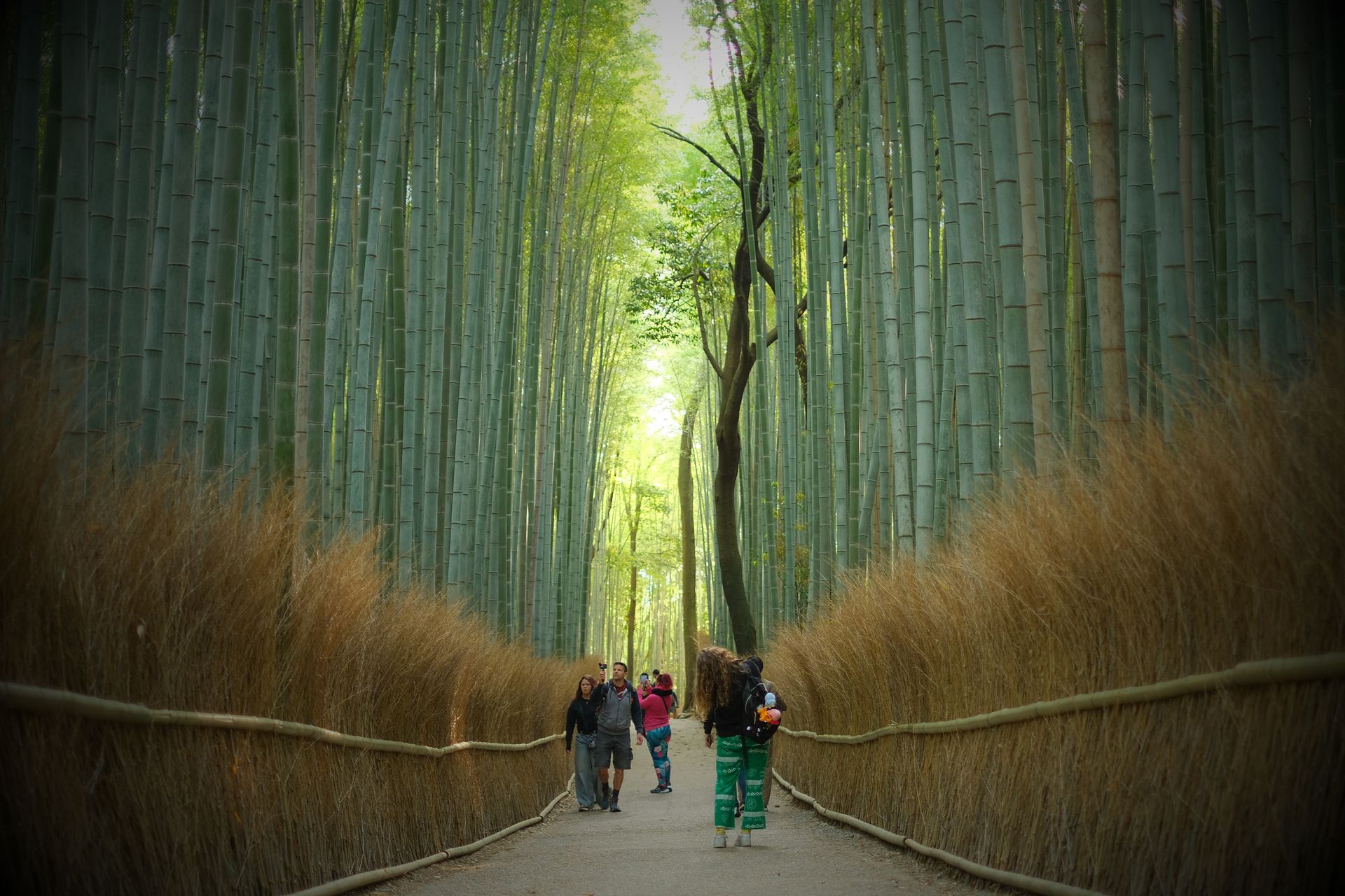 O caminho entre os bambus de Arashiyama, em Kyoto, com visitantes ao fundo