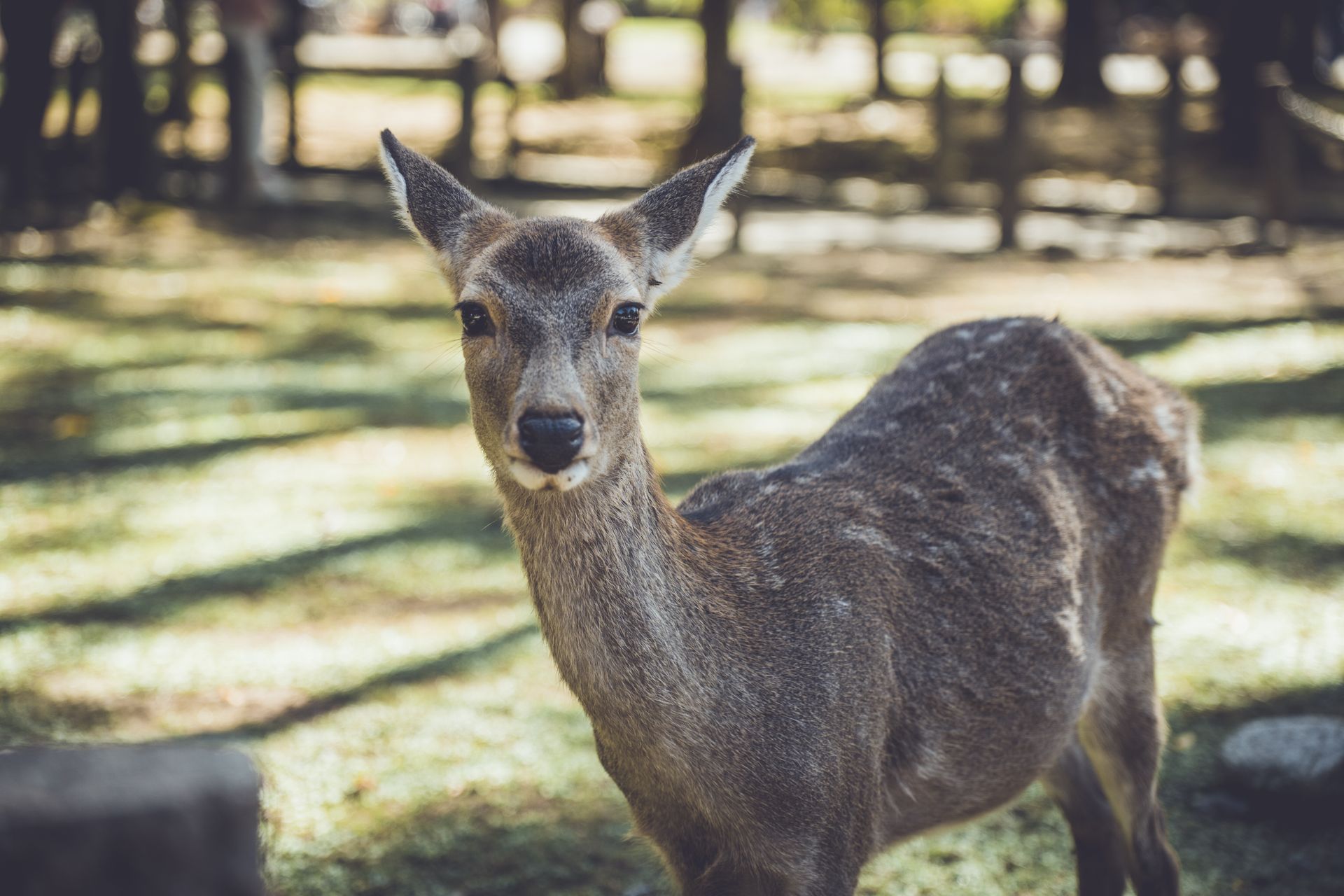 Um cervo sika de perto no Parque de Nara